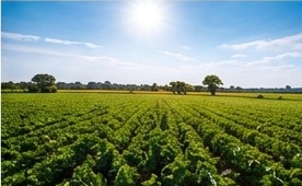 Commercial farming